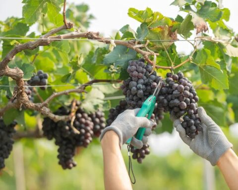 Молдавский центр виноградарства подписал меморандум о сотрудничестве с австрийским университетом