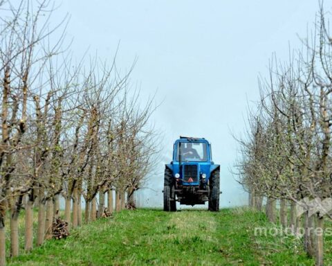 Правительство Молдовы выделяет 110 миллионов леев для компенсации акциза на дизтопливо фермерам