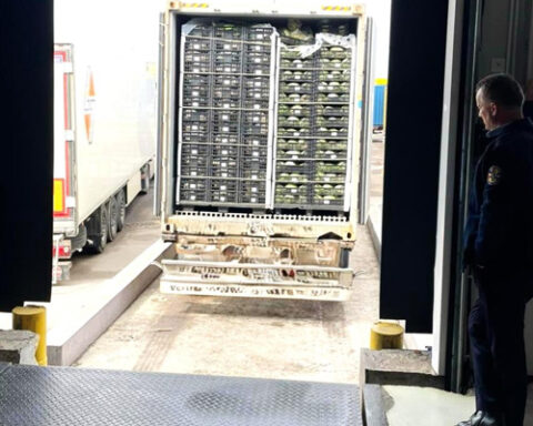 При импорте в Молдову уничтожено 11 тонн испорченных овощей