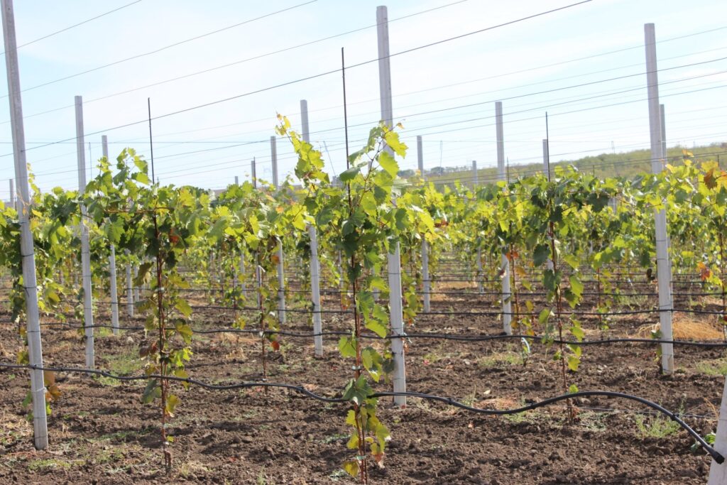 Производители винограда из Тараклии выходят на европейский рынок через международные стандарты качества