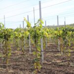 Производители винограда из Тараклии выходят на европейский рынок через международные стандарты качества