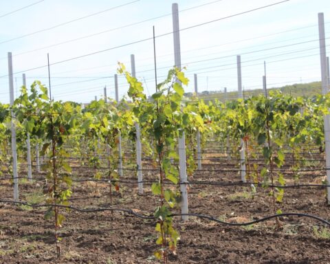 Производители винограда из Тараклии выходят на европейский рынок через международные стандарты качества