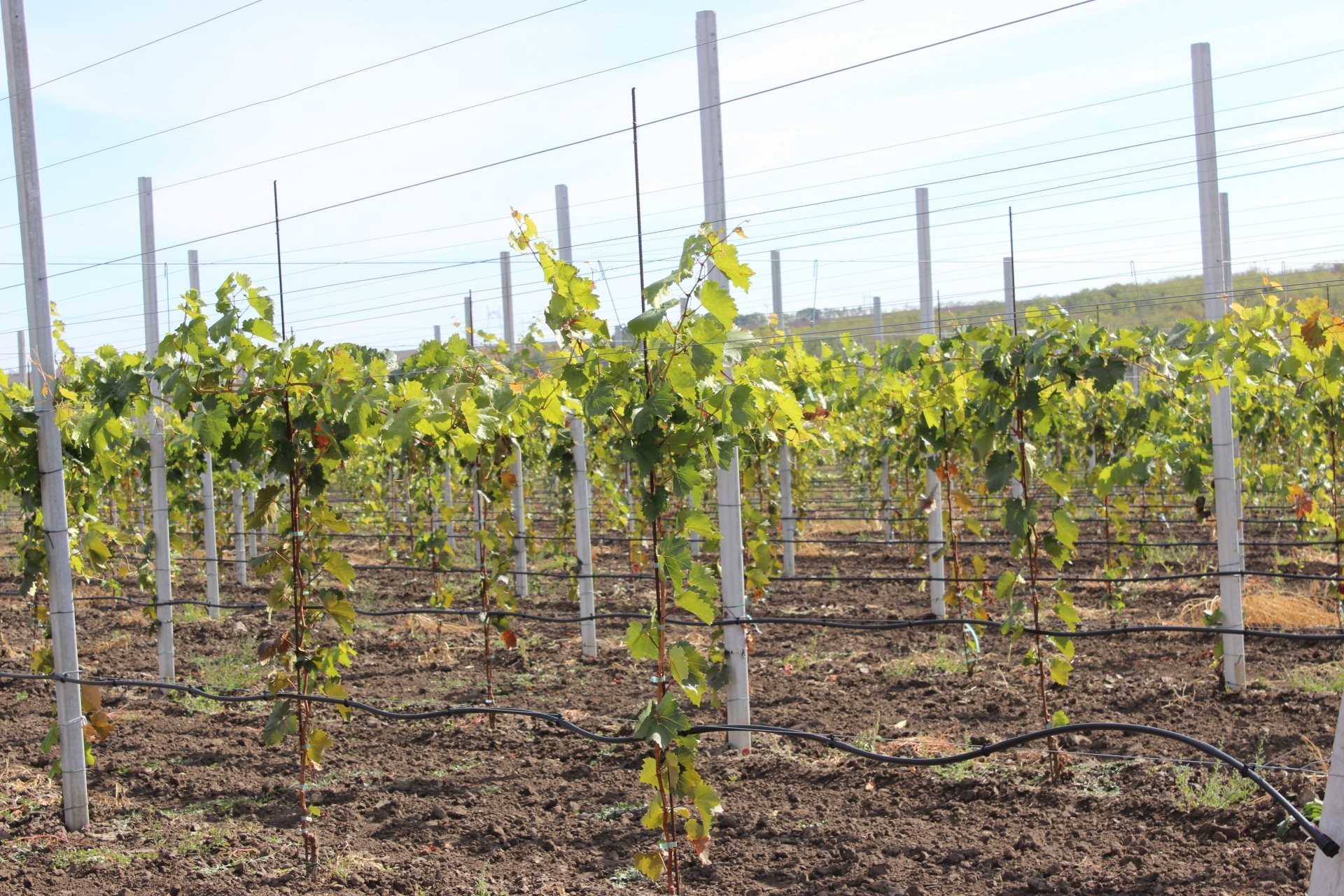 Производители винограда из Тараклии выходят на европейский рынок через международные стандарты качества