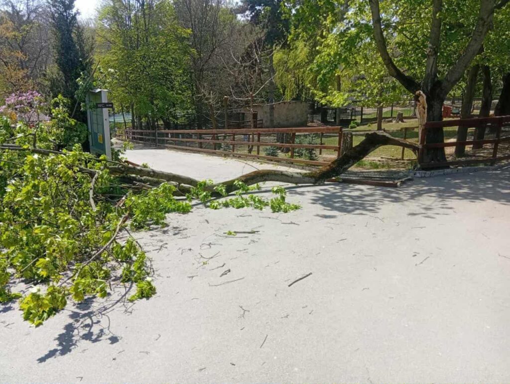 Ребенок госпитализирован после падения дерева на зоопарке в Кишиневе