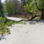 Ребенок госпитализирован после падения дерева на зоопарке в Кишиневе