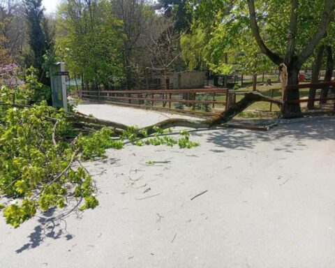 Ребенок госпитализирован после падения дерева на зоопарке в Кишиневе