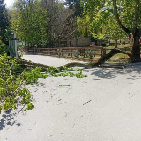 Ребенок госпитализирован после падения дерева на зоопарке в Кишиневе