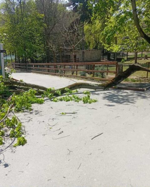 Ребенок госпитализирован после падения дерева на зоопарке в Кишиневе