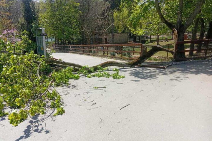 Ребенок госпитализирован после падения дерева на зоопарке в Кишиневе