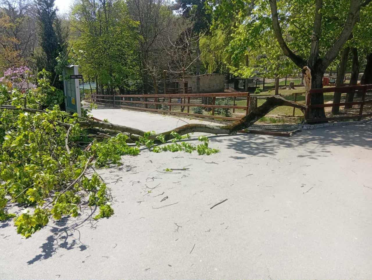 Ребенок госпитализирован после падения дерева на зоопарке в Кишиневе