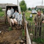 В Тюменской области массово уничтожают свиней, оставляя сельских жителей без доходов