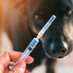 В Иаловенах подтверждены случаи бешенства у животных, пострадали четыре человека