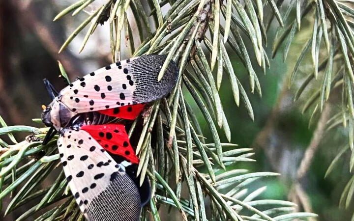 В Молдове впервые обнаружен опасный вредитель на деревьях