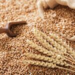 Импорт зерновых и масличных культур будет временно лицензироваться до 2026 года