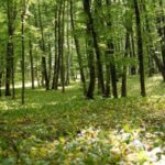 Работа женщины-силовика: 21 год в лесном хозяйстве Молдовы