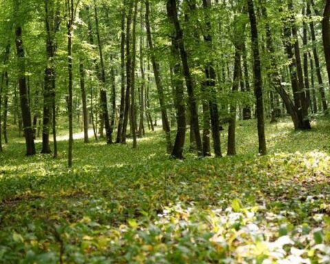 Работа женщины-силовика: 21 год в лесном хозяйстве Молдовы