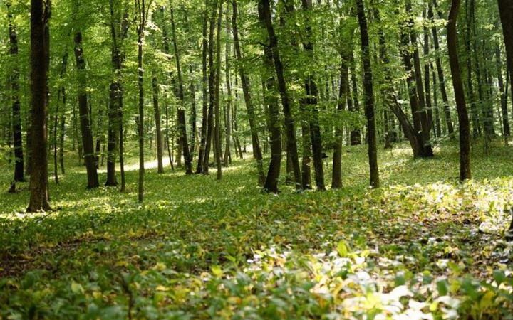 Работа женщины-силовика: 21 год в лесном хозяйстве Молдовы