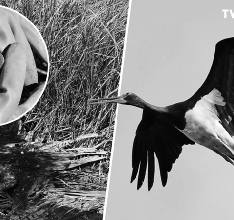 Убийство редких птиц в Рышканах: установлена величина ущерба