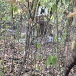 Дрон упал и взорвался в лесу в районе Анешты Ной | TVR Молдова