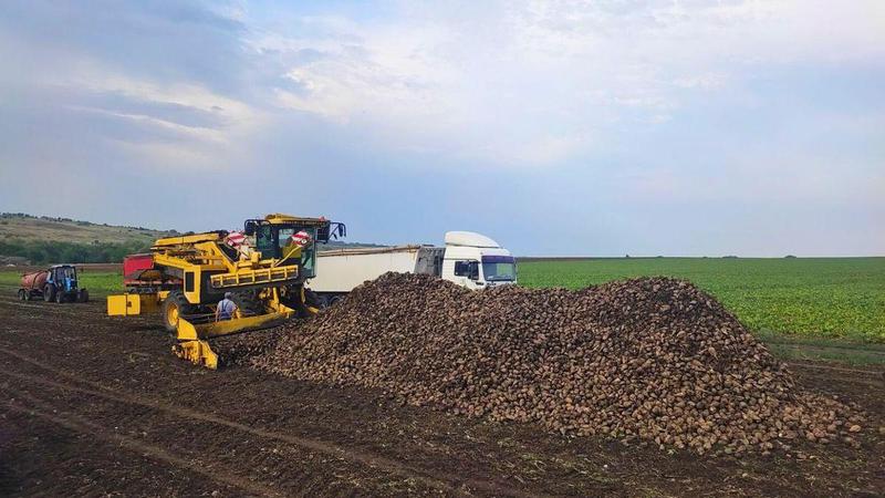 Производители сахарной свеклы планируют протесты из-за невыполненных обещаний властей