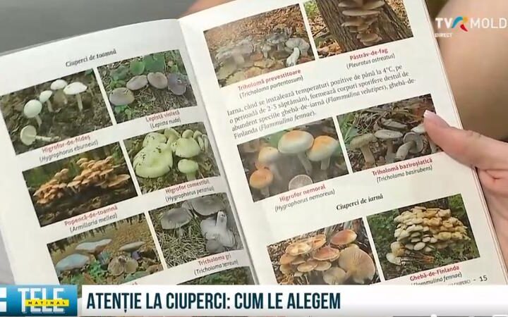 Сезон грибов: как избежать отравлений и самые частые ошибки при сборе