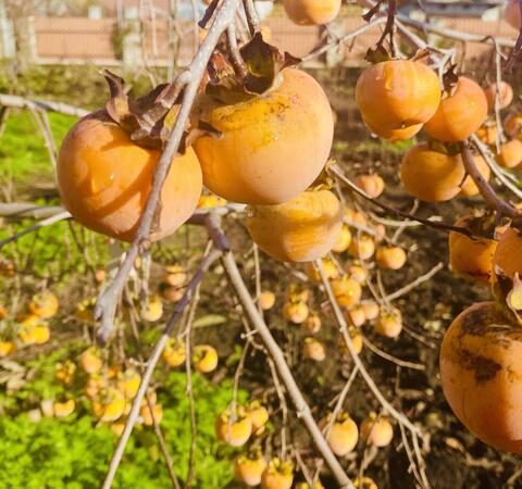 Специалисты тестируют новые сельскохозяйственные культуры в Молдове